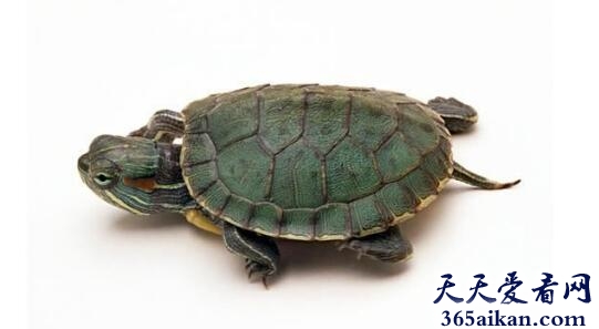乌龟10.jpg