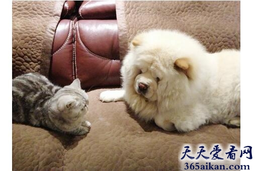 梦见狗和猫好不好,梦见狗和猫有什么寓意？