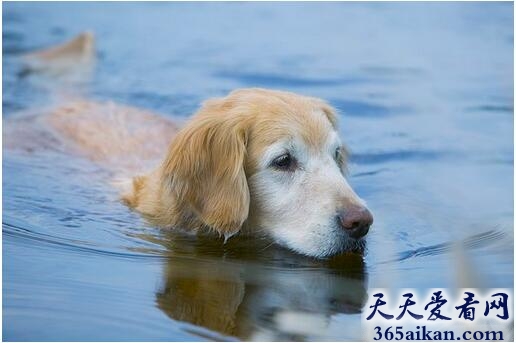 梦见狗游泳代表什么,梦见狗游泳好不好？