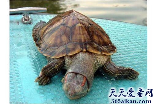 乌龟4.jpg