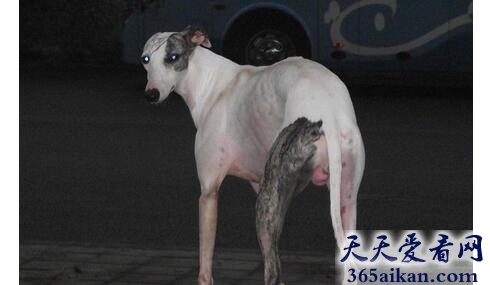 狗23.jpg