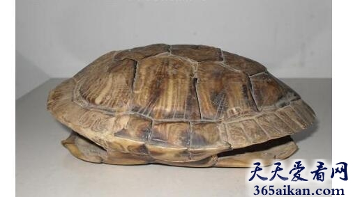 乌龟9.jpg