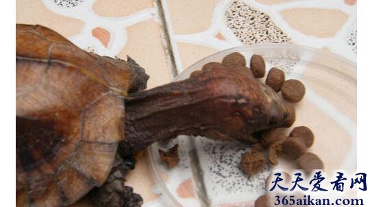 梦见乌龟吃东西好不好,梦见乌龟吃东西预示着什么？