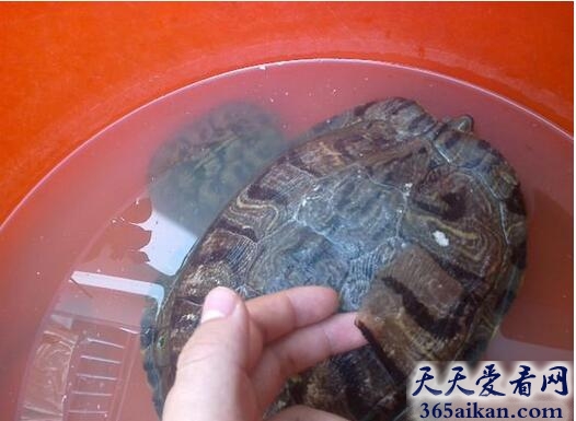 梦见乌龟脱壳代表什么,梦见乌龟脱壳有什么寓意？
