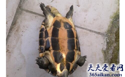 梦见乌龟拉屎意味着什么,梦见乌龟拉屎代表什么？