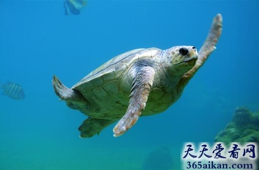 梦见乌龟游泳有什么寓意,梦见乌龟游泳代表什么？
