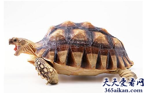 梦见乌龟吃人代表什么,梦见乌龟吃人有什么寓意？