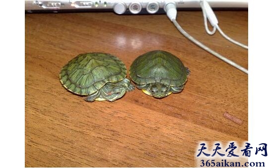 乌龟20.jpg