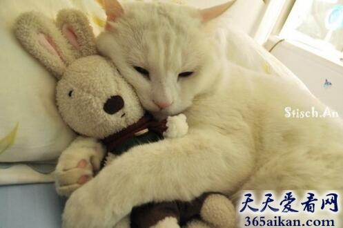 梦见兔子和猫有什么寓意,梦见兔子和猫代表什么？