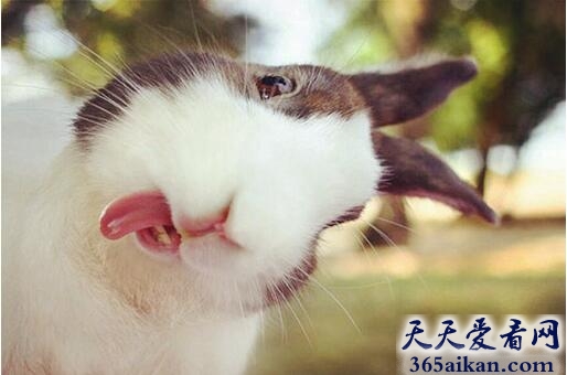 梦见兔子咬手代表什么,梦见兔子咬手好不好？