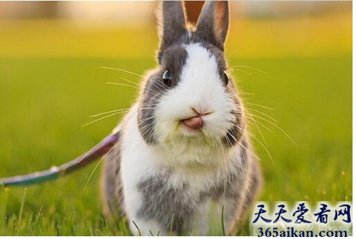 梦见兔子变成猫预示着什么,梦见兔子变成猫代表什么？