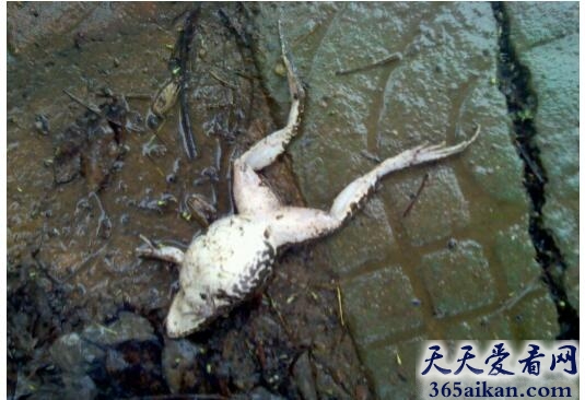 青蛙2.jpg