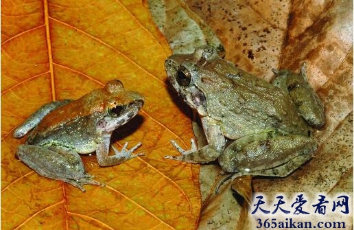 青蛙3.jpg
