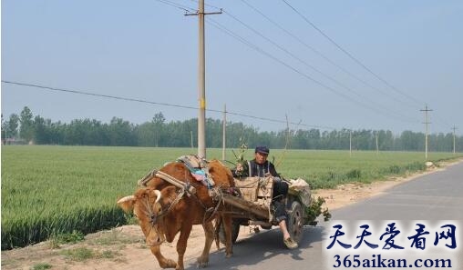 梦见牛拉车代表什么,梦见牛拉车有什么寓意？