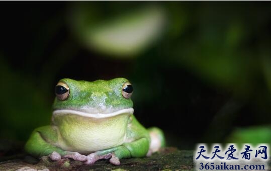 青蛙1.jpg