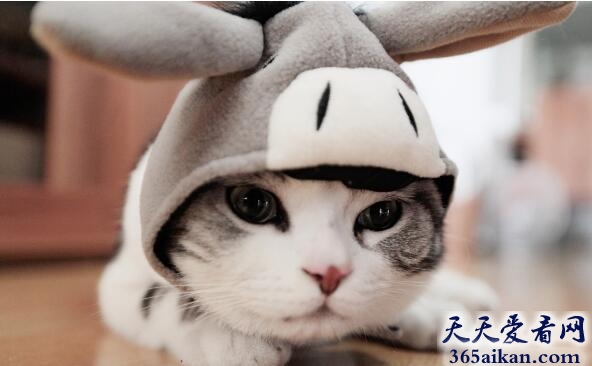 梦见猫进家代表什么,梦见猫进家好不好？