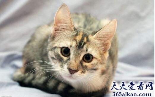 梦见猫追我代表什么,梦见猫追我有什么寓意？