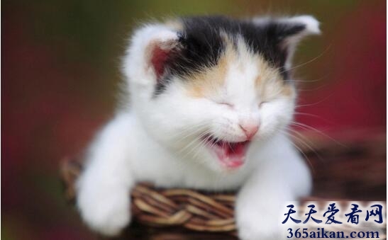 梦见猫抓我意味着什么,梦见猫抓我代表什么？
