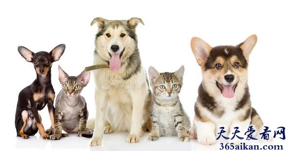 梦见猫狗预示着什么,梦见猫狗有什么寓意？