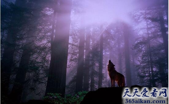 狼12.jpg