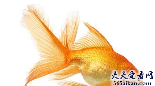 金鱼.jpg