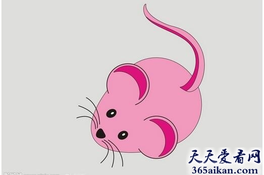老鼠34.jpg