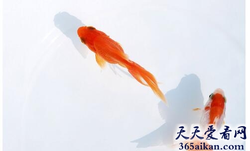 金鱼5.jpg