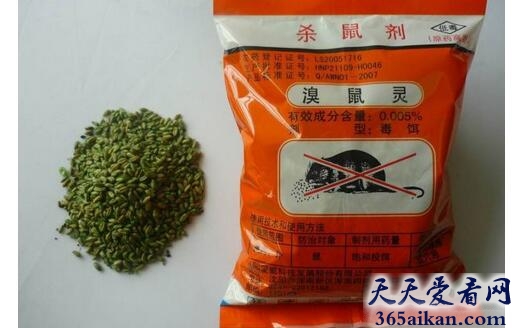 老鼠31.jpg