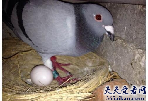 鸽子3.jpg