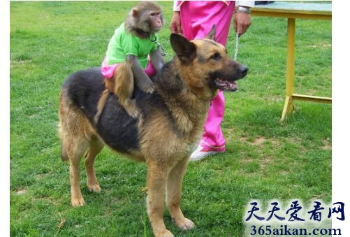 梦见猴子和狗代表什么,梦见猴子和狗好不好？