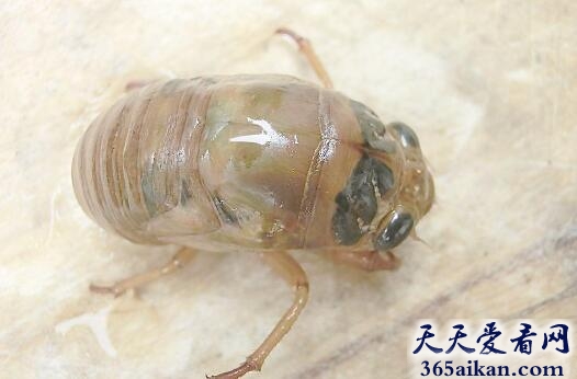 蝉1.jpg