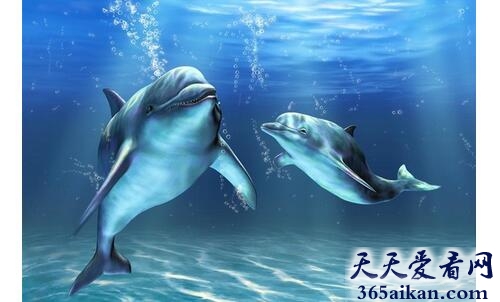 海豚2.jpg
