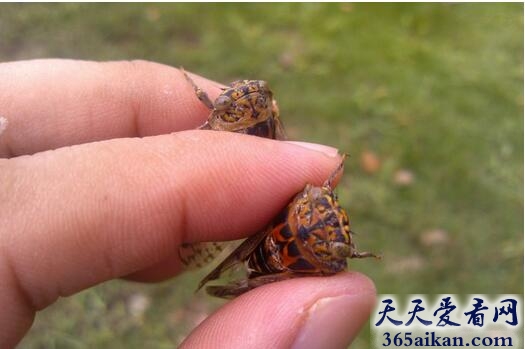 蝉4.jpg