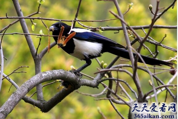大鸟1.jpg