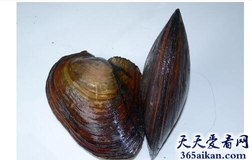 梦见河蚌里有珍珠好不好,梦见河蚌里有珍珠有什么寓意？