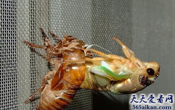 蝉2.jpg