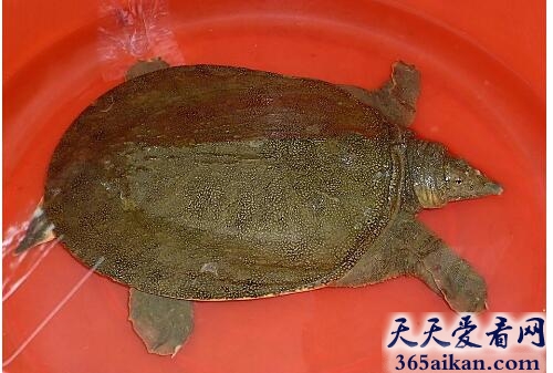 梦见甲鱼和乌龟好不好,梦见甲鱼和乌龟是什么征兆？