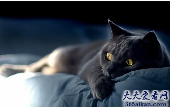 梦见黑猫死了是什么征兆,梦见黑猫死了好不好？