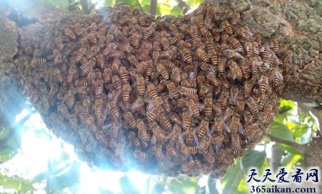 蜜蜂1.jpg