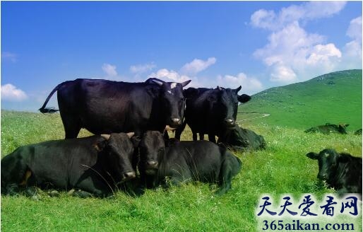 梦见黑牛是因为什么,梦见黑牛有什么寓意？
