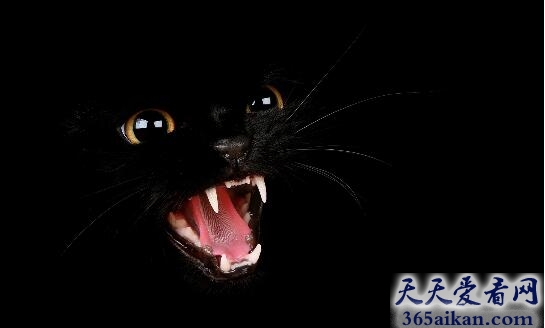 梦见黑猫是什么意思,梦见黑猫有什么寓意？