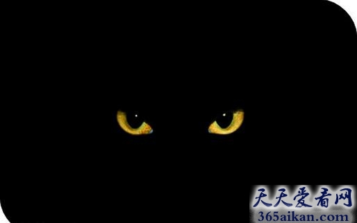梦见黑猫说话意味着什么,梦见黑猫说话代表什么？