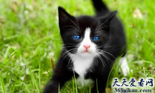 黑猫3.jpg