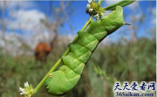 梦见毛毛虫在家里好不好,梦见毛毛虫在家里有什么寓意？