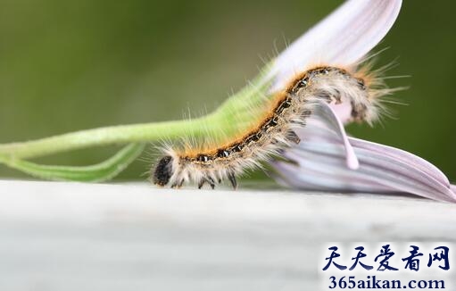 梦见毛毛虫咬人有什么寓意,梦见毛毛虫咬人代表什么？