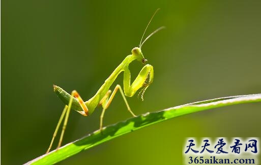 螳螂.jpg