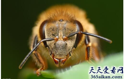 蜜蜂5.jpg