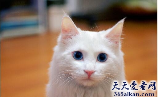 白猫.jpg