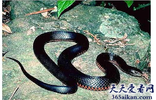 黑蛇.jpg