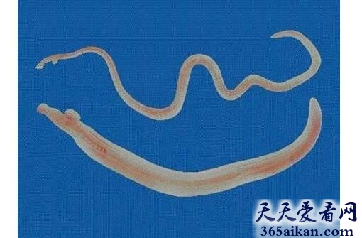 梦见寄生虫好不好,梦见寄生虫意味着什么？